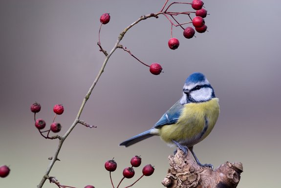 Favoriser les oiseaux