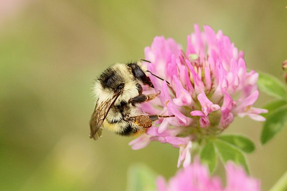 Bourdon - Hubert Baltus